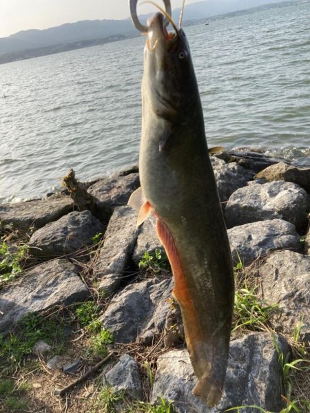 スピナベを巻き続けた結果