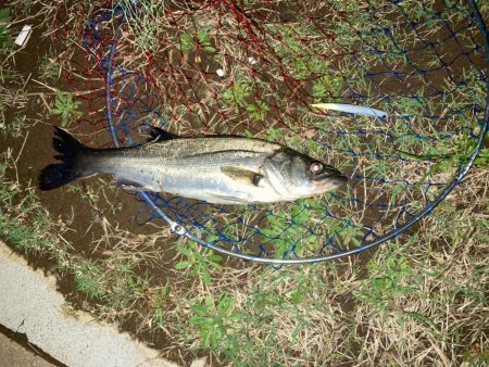 バチ抜けシーバス