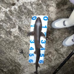 春アオリ狙いのはずが、天敵サメでした。