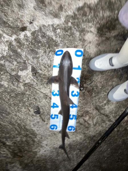 春アオリ狙いのはずが、天敵サメでした。