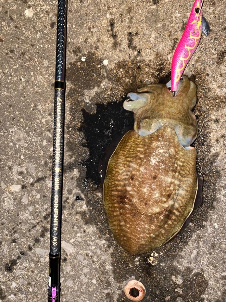 近場のエギング