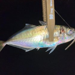 まだ少し早いかも