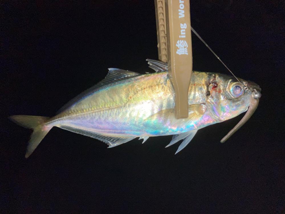 まだ少し早いかも