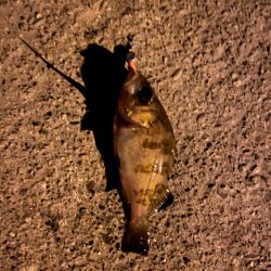 ジグ単メバリング