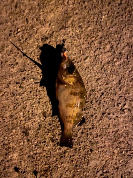 ジグ単メバリング