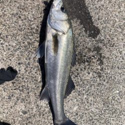 ショアジギング