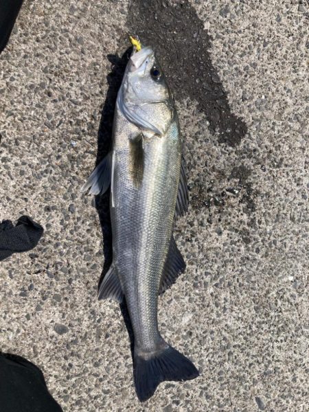 ショアジギング