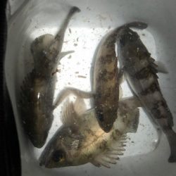 メバリングは奥深い