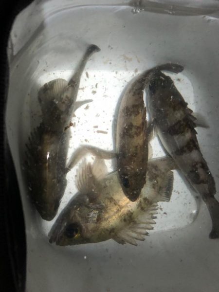 メバリングは奥深い