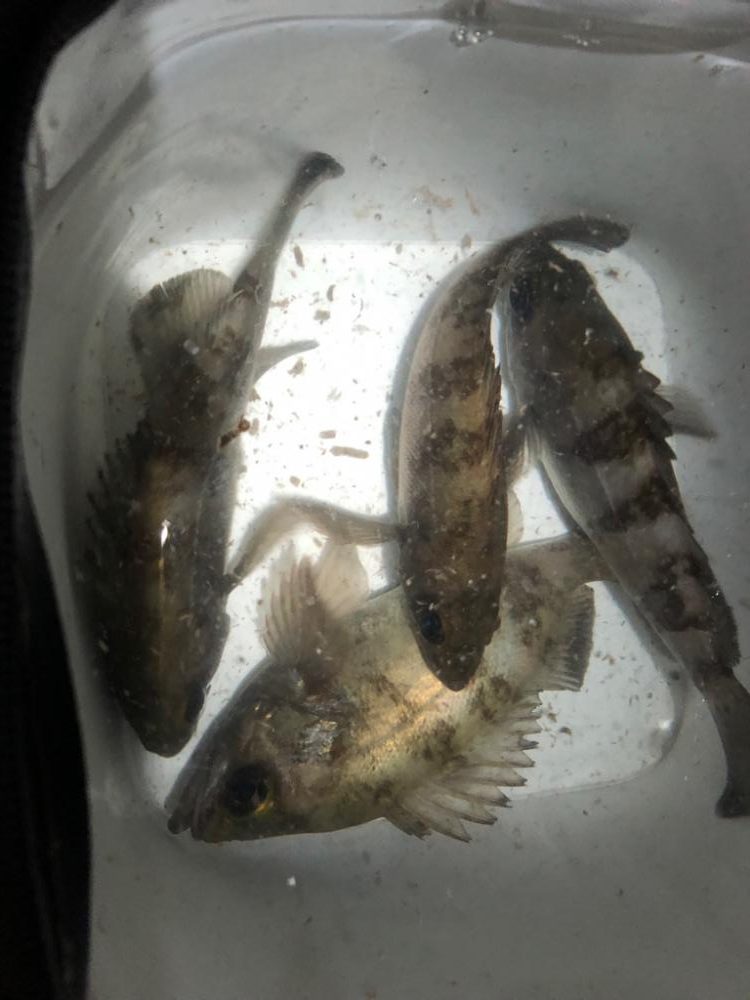 メバリングは奥深い