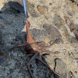 エギングでの嬉しいゲスト （リリース）