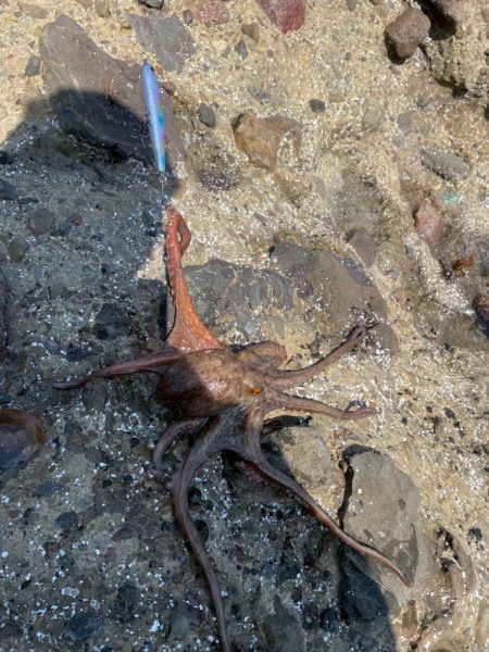 エギングでの嬉しいゲスト （リリース）