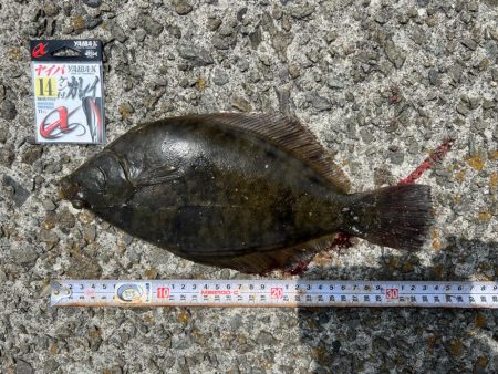 淡路島のカレイ