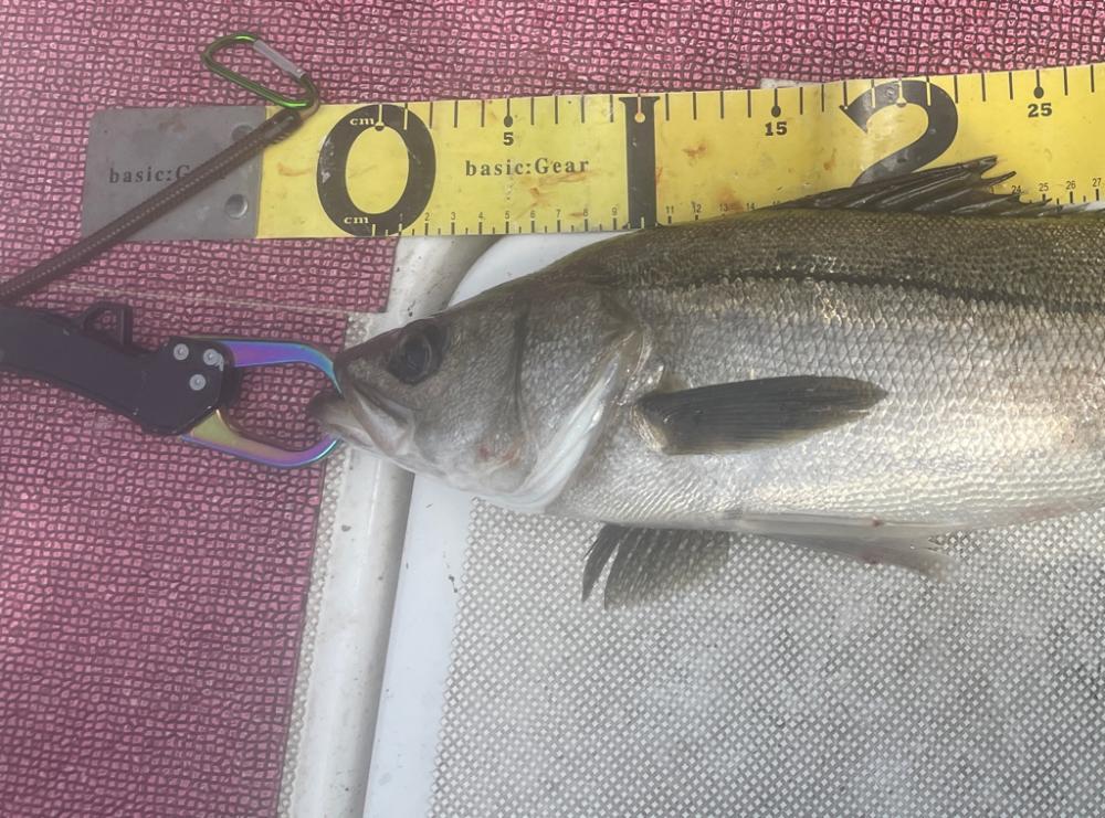 オープンエリアのシーバス