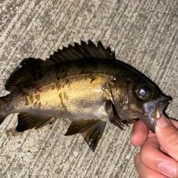 メバルちらほら