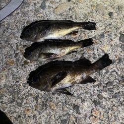 春が来たのでメバリング