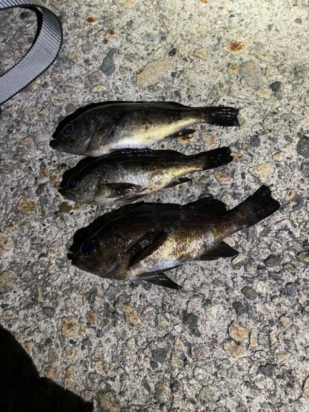 春が来たのでメバリング