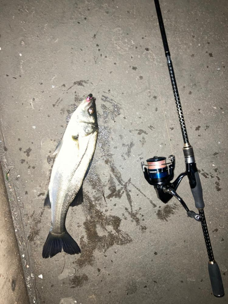 メバリングのはずが