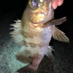 メバル⑦