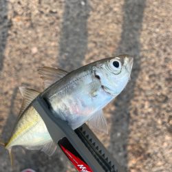 情報から行ってみました