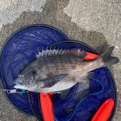 チヌをフカセ釣りで！