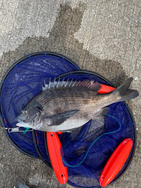 チヌをフカセ釣りで！