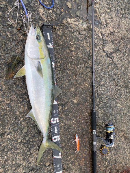 長潮ですが大阪湾青物居ます