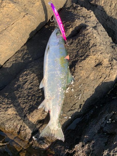 サクラマス　タイドランナー21g 桜ピンク…