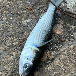 イナッコの大群に邪魔されて