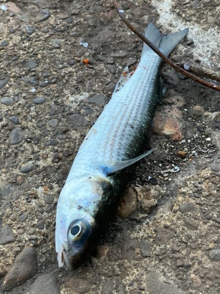 イナッコの大群に邪魔されて