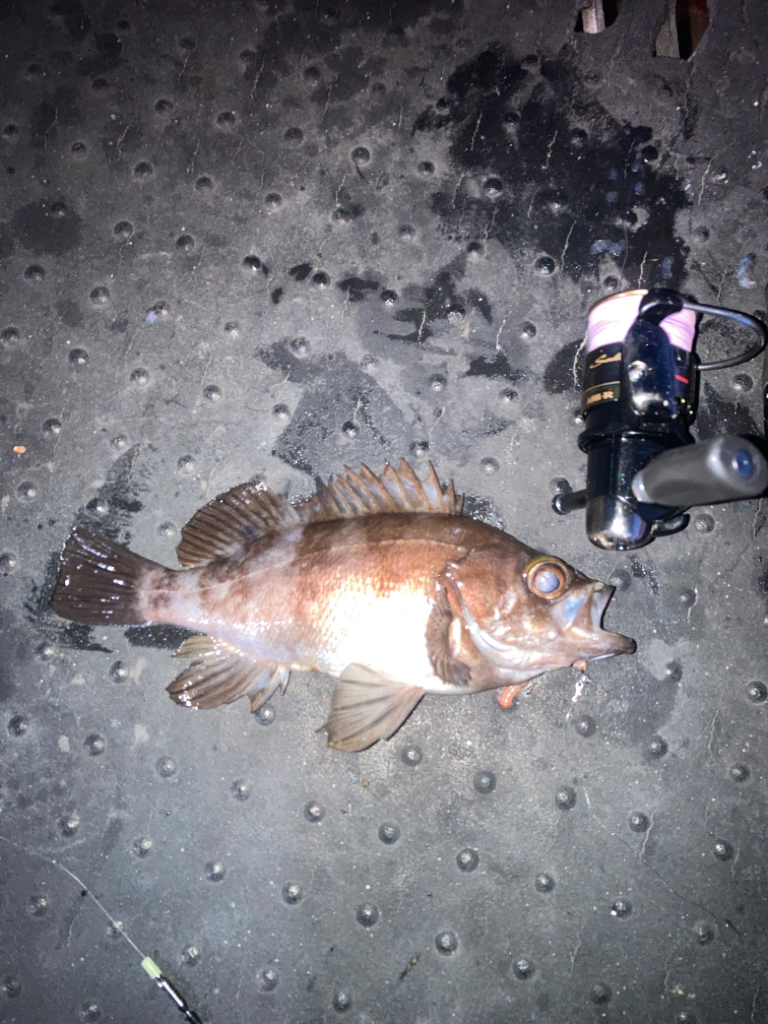 虫ヘッドでメバル