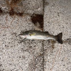 チーバスと謎のゴミ