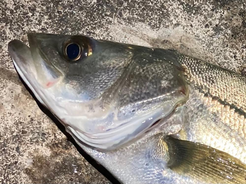 バチ抜けシーバスフィッシング