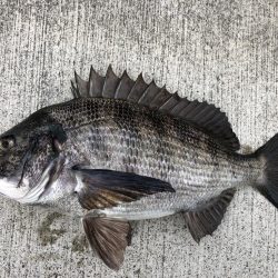 渋いなかエビ撒き