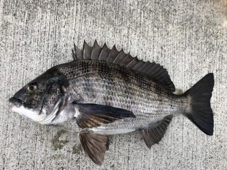 渋いなかエビ撒き