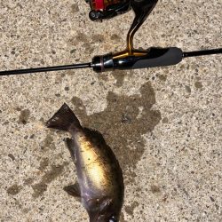 満月でも数釣り