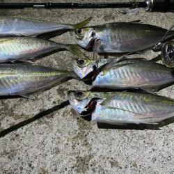 久々のアジング