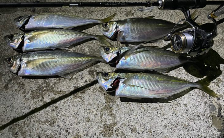 久々のアジング