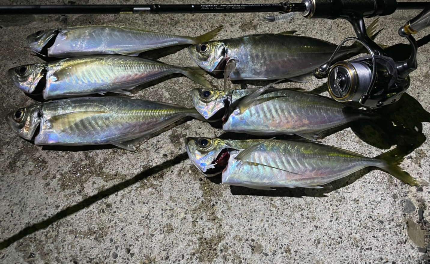 久々のアジング