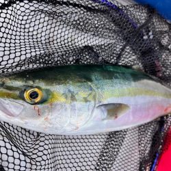 五目釣りになりました