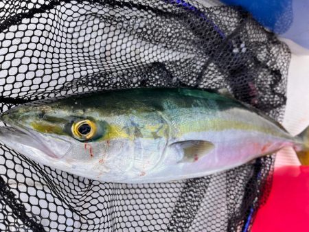 五目釣りになりました