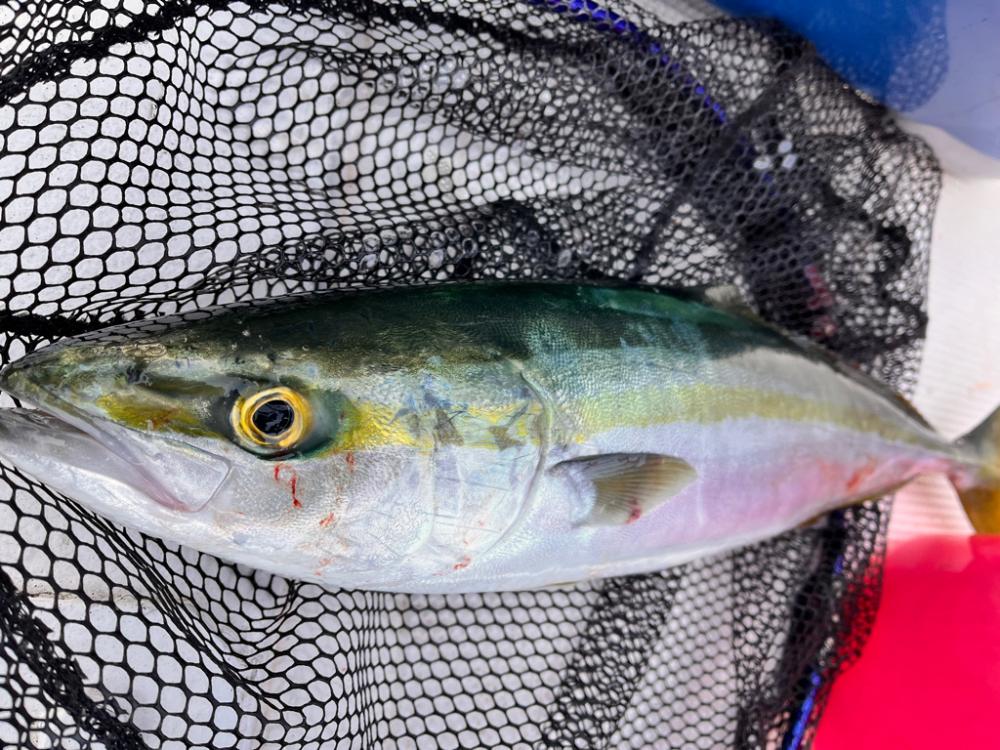 五目釣りになりました