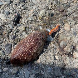 コウイカ釣れてるらしいのでエギングへ