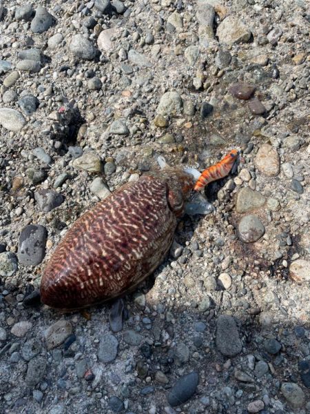 コウイカ釣れてるらしいのでエギングへ
