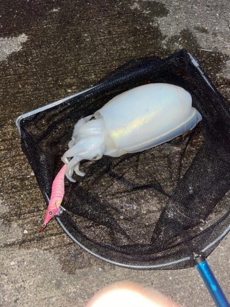 コウイカ狙いのエギング