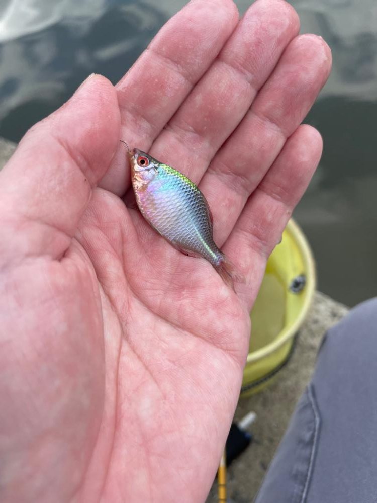 昼からタナゴ釣り