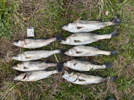 投げ釣りでスズキ狙ってきました！