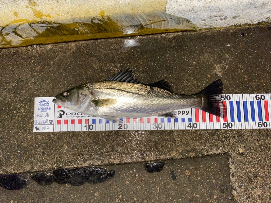 チーバスとマダイ