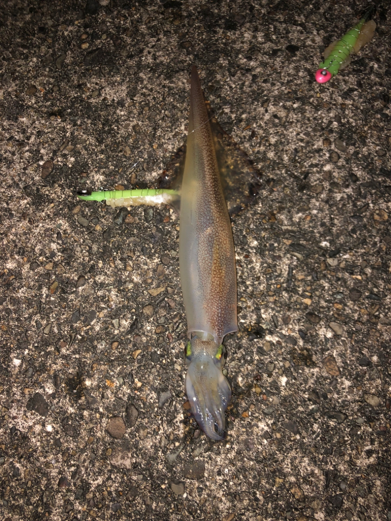 【今季最高記録！】満月×大潮×越前