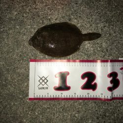 ショアジグサビキ!!